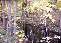 Creek on Schultz Farm